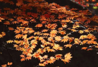 ​忧伤凄美古风网名(311个)