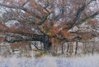 ​罕见好听的古风女QQ名(优选300个)