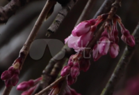 ​2个字古风意境唯美名字(共298个)