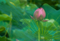 ​古风文雅的网名(226个)