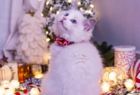 ​四个字古风诗意情侣网名