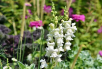 ​古风古韵唯美闺蜜网名(精选86个)