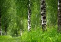 ​五字男生古风网名(101个)