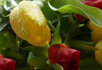 ​好听微博复古文艺昵称 微博昵称古风文艺(优选107个)