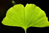 ​诗韵禅意古风网名(精选132个)