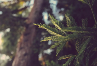 ​带三郎的霸气网名大全