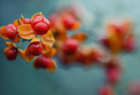 ​带凤字霸气的网名