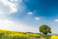 ​女生网名带莲字的网名霸气