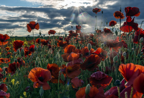 1712911349137370.png image.png