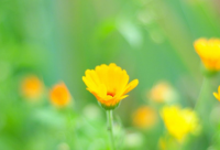 ​带剑字带鹏字的霸气网名