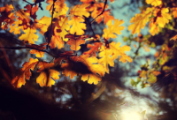 ​关于带雷的网名霸气