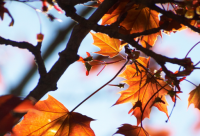 ​带余的网名霸气的男生