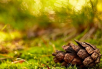 ​姓氏带张的网名女霸气