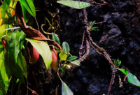 ​带冲的霸气网名大全女