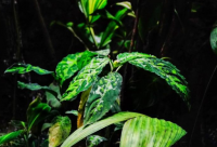 ​女生带欣字的网名霸气