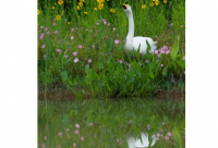 ​动物带数字的网名霸气