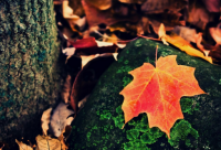 ​关于生命的格言(汇总17句)