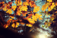 ​QQ自动回复留言语句【34句】