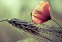 ​恋爱纪念日名称大全【总共65句】