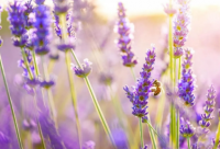 ​中国近代名人轶事