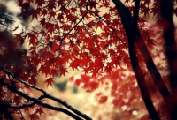 ​儿行千里母担忧下一句及出处 全诗扩写