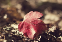 ​qq空间的英文怎么写，qq空间英文名称大全(61句)