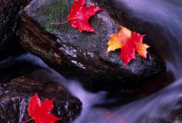 ​与鼠谐音的吉祥成语，鼠字谐音的吉祥语(33句)