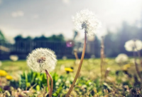 ​胡子像什么比喻句