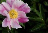 ​lol搞笑段子33句