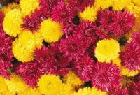 ​让人笑出内伤的搞笑精辟短句(超有趣的搞笑精辟短句)