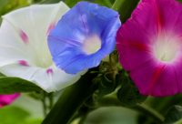 ​教师节搞笑三句半59句