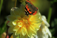 ​微信红包上写什么搞笑