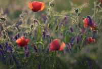 ​搞笑的暑假晚安心语