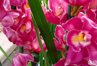 ​情人节搞笑段子30句