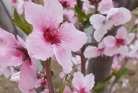 ​抖音表白句子搞笑61句