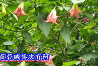 ​一句话搞笑语句笑死人顺口溜