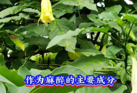 ​搞笑的表白短句