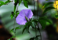 ​有关圣诞节的搞笑一句话