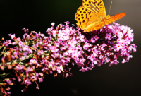 ​搞笑哲理语句