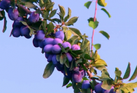 ​有关搞笑幽默俗语大全 有关团结的俗语大全