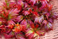 ​七夕情人节搞笑晚安心语