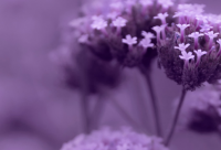 ​搞笑的句子顺口溜