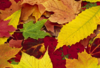 ​最搞笑的语句