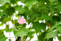 ​女生经典说说心情短语