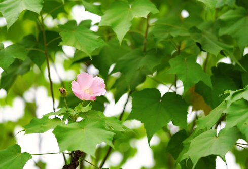 1756728745119107.png image.png