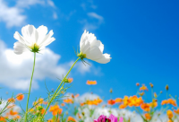 ​复古温馨的咖啡店店名