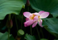 ​花店名字大全