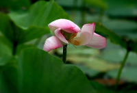 ​狗肉店起名字