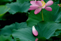 ​管理咨询公司取名-管理咨询公司名称