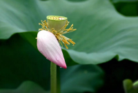 ​水果蔬菜店名字大全